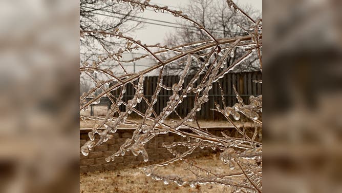 Ice forms on wild sage and tree branches in east Lincoln, Nebraska on January 18, 2023.