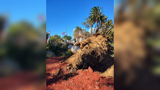 Strong winds knocked down trees in the Balboa Park area of San Diego, California on Thursday, Jan. 26, 2023.