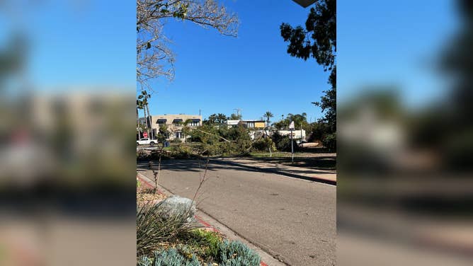 Strong winds knocked down trees in the Balboa Park area of San Diego, California on Thursday, Jan. 26, 2023.