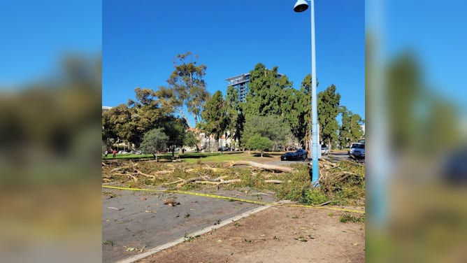 Strong winds knocked down trees in the Balboa Park area of San Diego, California on Thursday, Jan. 26, 2023. (Image credit: City of San Diego)