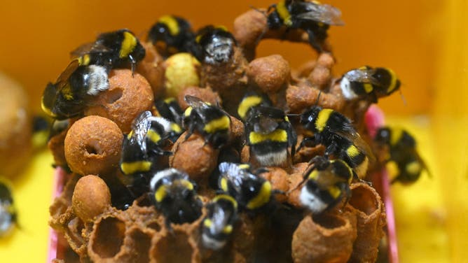 Western bumble bee's nest discovered