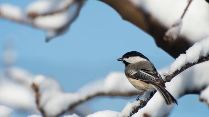 Black-capped chickadee sitting on a snow-covered branch.