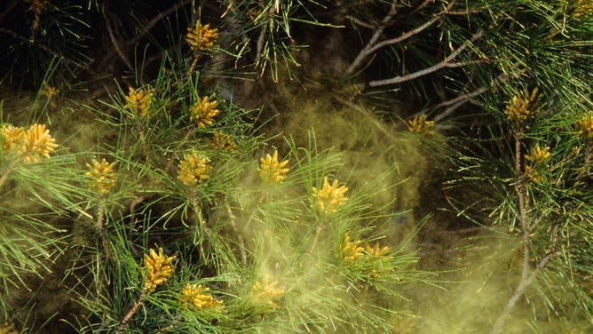 Airborne cloud of pine pollen