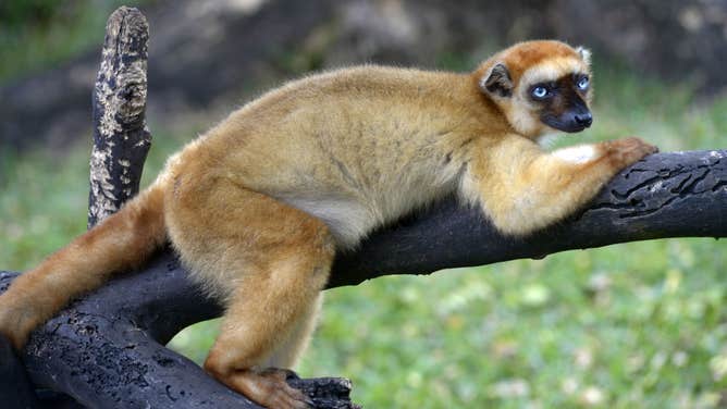 Female Blue-eyed black lemur, Lemuridae Female Blue-eyed black lemur or Scatler's lemur (Eulemur flavifrons), Lemuridae, Madagascar.