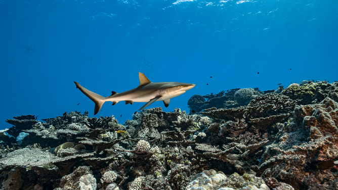 FILE - Grey reef shark (Carcharhinus amblyrhynchos) is patrolling the coral reefs of Rikitea on February 19, 2018, Gambier Archipelago, French Polynesia, Pacific Ocean. Carcharhinus amblyrhynchos is a vulnerable species due to its low reproductive capacity. It was placed on the IUCN Red List of Species in 2009 with Near Threatened status. The grey reef shark is on the list of protected species in French Polynesia.