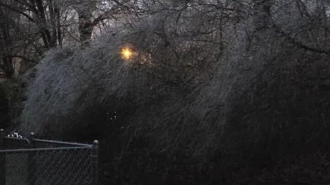 Ice is seen on trees in Collierville, Tennessee.