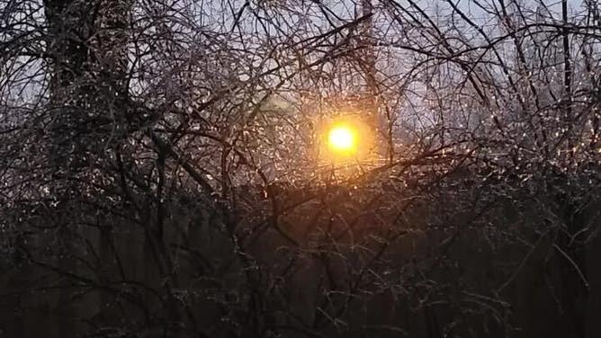 Ice is seen on trees in Collierville, Tennessee.