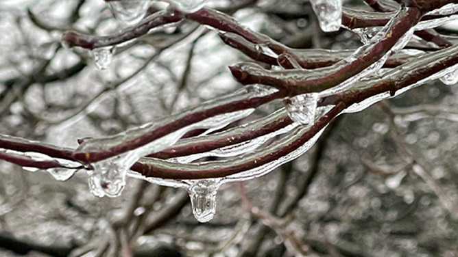 FILE - Ice glazes tree limbs in Myersville, Maryland on December 15, 2022. Freezing rain fell on parts of the area as winter sets in.