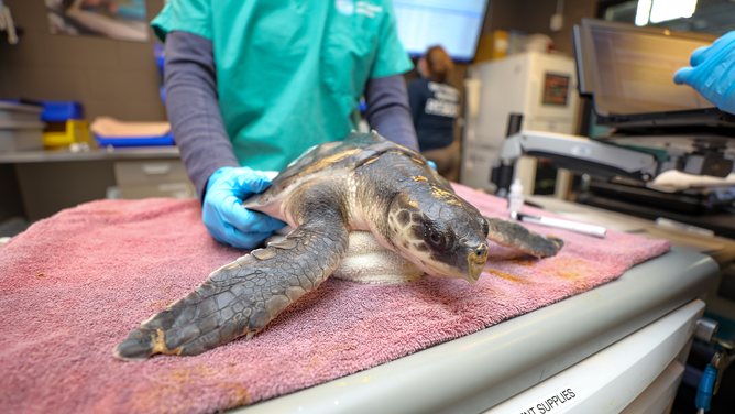 'Lasagna' is among the more than 60 sea turtles receiving long-term treatment at the New England Aquarium in Boston.