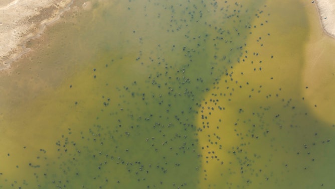 What appear to be little black dots are baby river turtles.