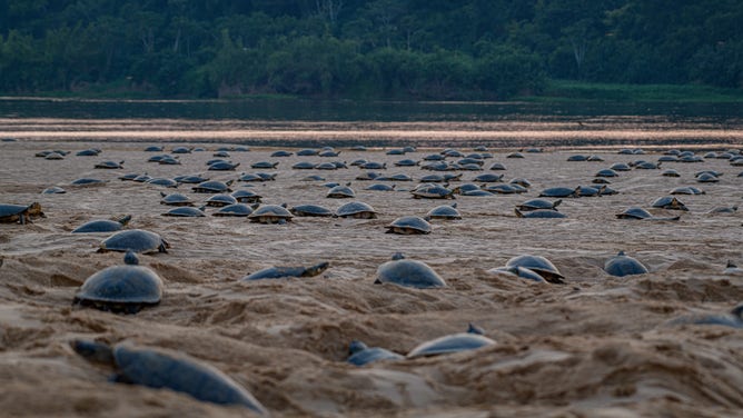 Annual nesting of Giant South American river turtles along the Guaporé/Inténez River in the Amazon.
