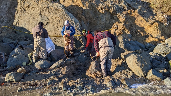 The team uncovers the fossil whale skull, getting it ready to move. The skull is immediately below the tip of the pick. The sediments behind the field crew are those at the base of the naturally eroding cliff. From left to right: Dr. Victor Perez, John Nance, Dr. Geoff Bowers, and Stephen Groff.