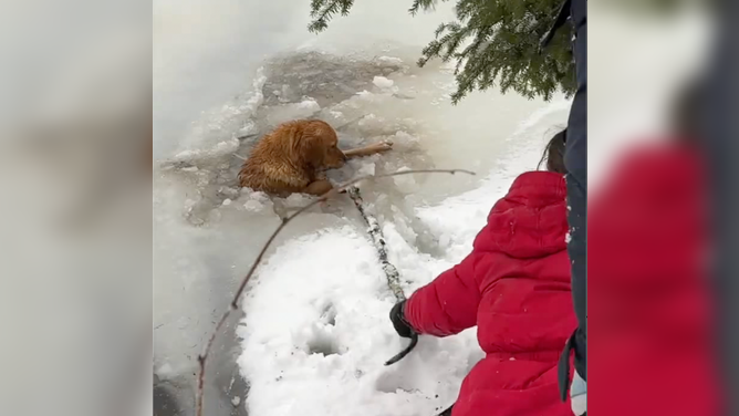 At first, a stick is used to try to get the pup out of the frozen lake.