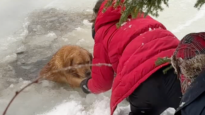 The pup is successfully brought onto shore.