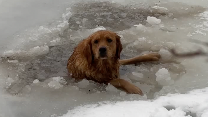 A dog is stuck in frozen Lake Beauport in Quebec, Canada on December 30, 2022.