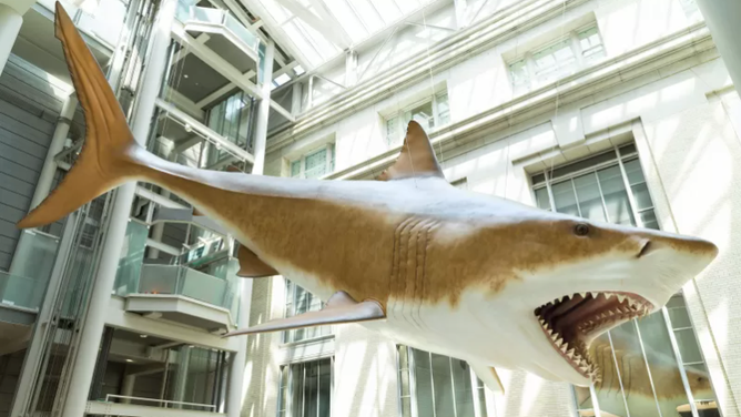 A recreation of a 52-foot-long Megalodon.