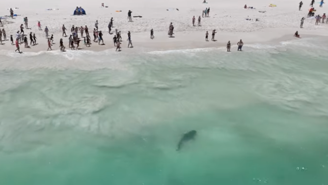 A tiger shark is seen from aerial video swimming near Mullaloo Beach in Western Australia on Jan. 9, 2023.