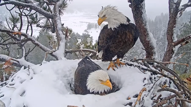 Bald eagles Shadow (sitting on eggs) and Jackie (perched) take shifts to keep their two eggs warm during a winter storm in California. January 15, 2023.