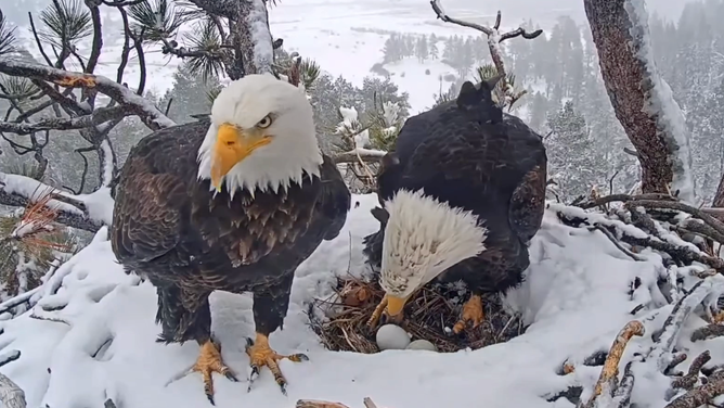 Bald eagles Shadow (left) and Jackie (right) take shifts to keep their two eggs warm during a winter storm in California. January 15, 2023.