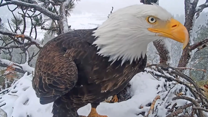 Shadow gives the camera a close-up view, after he stood up and let Jackie take a turn at sitting on their eggs. January 15, 2023.