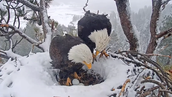 Bald eagles Shadow (left) and Jackie (right) take shifts to keep their two eggs warm during a winter storm in California. January 15, 2023.