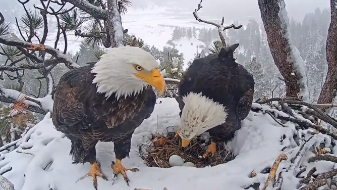 Eagle dad Shadow moves aside so that eagle mom Jackie can sit on their eggs. January 15, 2023.