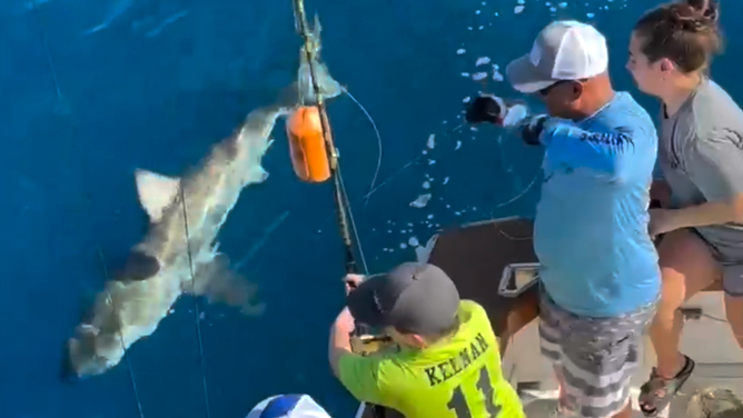 The shark swims next to the sport fishing charter boat. Campbell can be seen in a neon green shirt holding the reel.