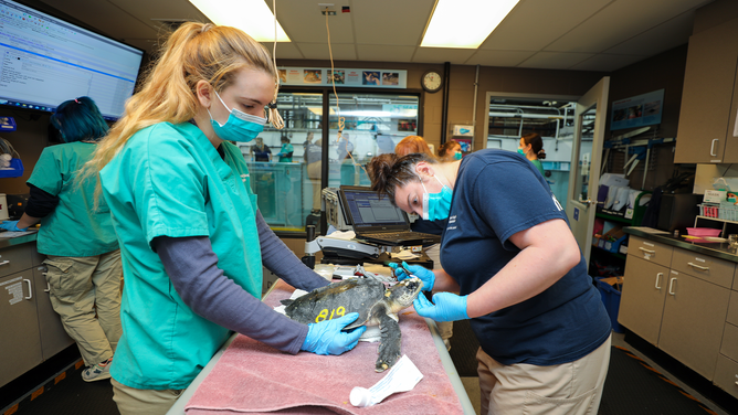 A cold-stunned sea turtle gets examined by staff at the New England Aquarium in Boston.