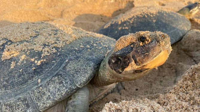 Annual nesting of Giant South American river turtles along the Guaporé/Inténez River in the Amazon.