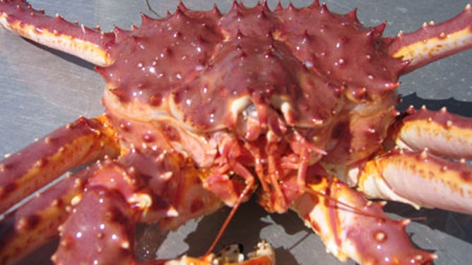 Red king crab