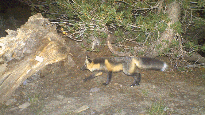 Rare fox once thought to be extinct spotted on California trail cameras