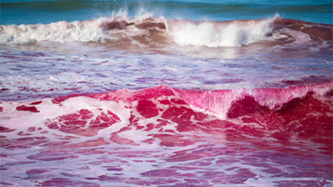 Pink waves at Torrey Pines State Beach on Jan. 20, 2023.