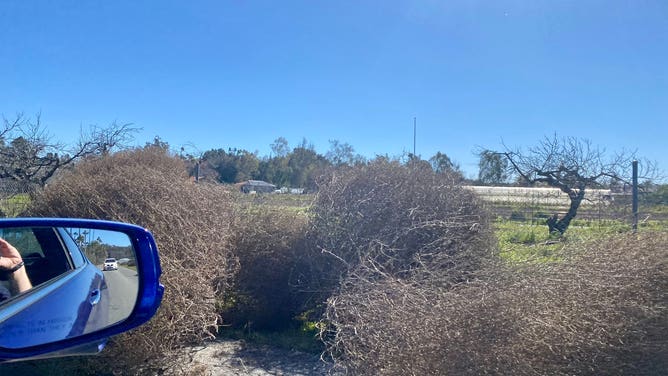 Giant tumbleweeds blown about in San Diego, California on Jan. 26, 2023.