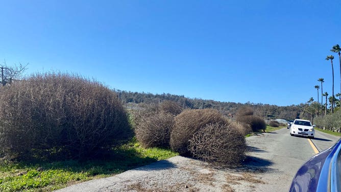 Giant tumbleweeds blown about in San Diego, California on Jan. 26, 2023.