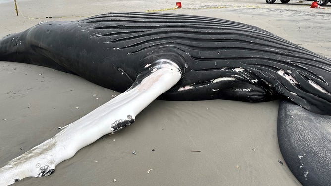 Calls grow for federal probe into whale deaths along Northeast beaches