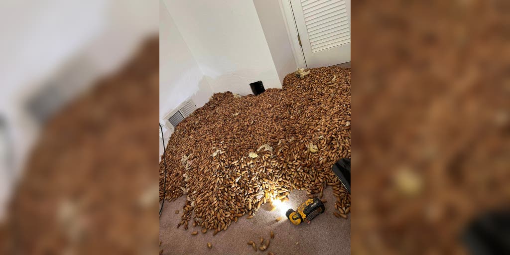 See the more than 700 pounds of acorns that Woodpeckers hoarded in walls of California home