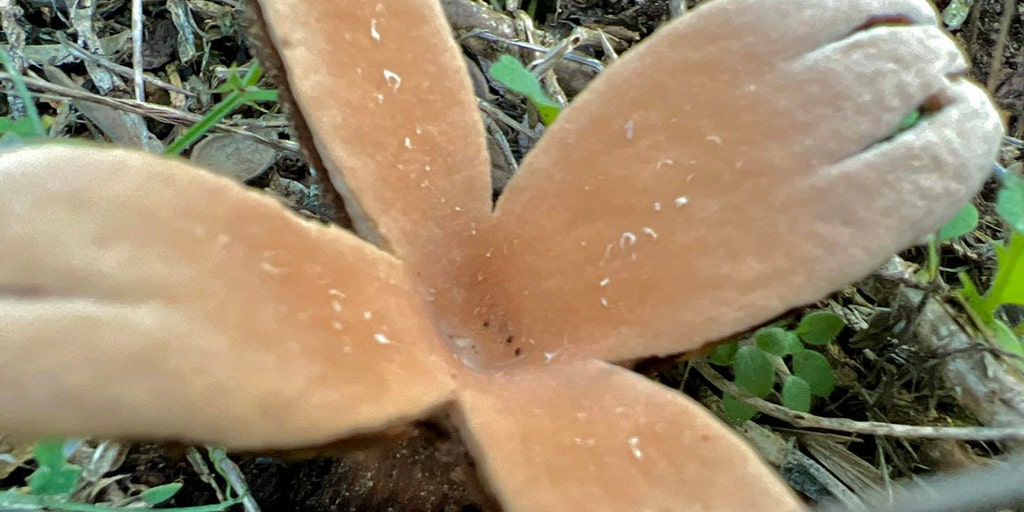 See the rare 'Devil's Cigar' hissing mushroom spotted at Texas state