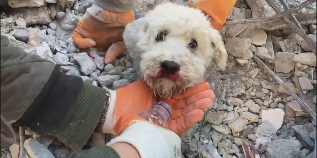 Watch: Rescuers Save Small Dog Trapped In Rubble Following Earthquake ...