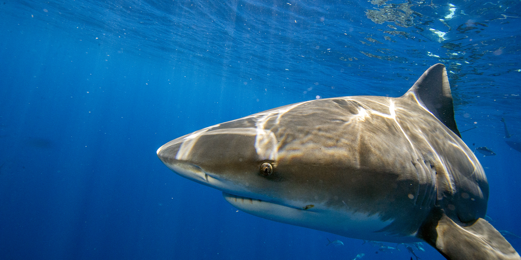 blue shark attack on humans
