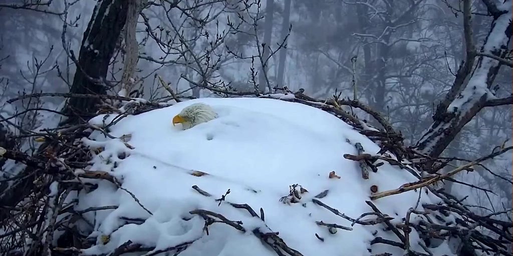 Watch: Eagle on Minnesota DNR's EagleCam covered in snow | Fox Weather