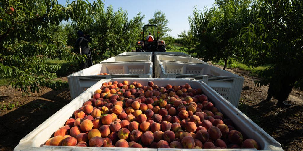 Will the lack of cold weather impact the peach harvest?