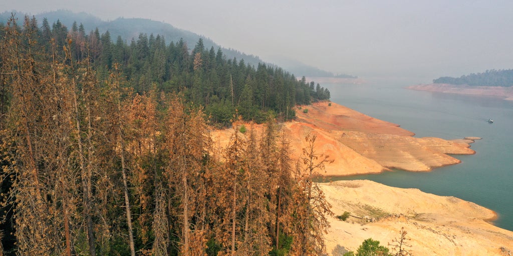 California tree deaths spike, drought and beetles are to blame, USFS says