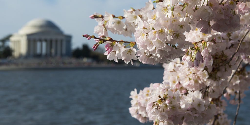 Washington's cherry trees predicted to bloom historically early