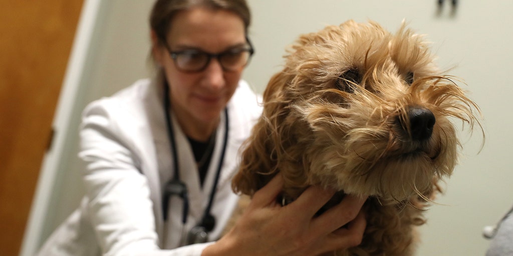 Dog Flu Infections On The Rise As Canine To Canine Transmissions Surge   GettyImages 910276762 