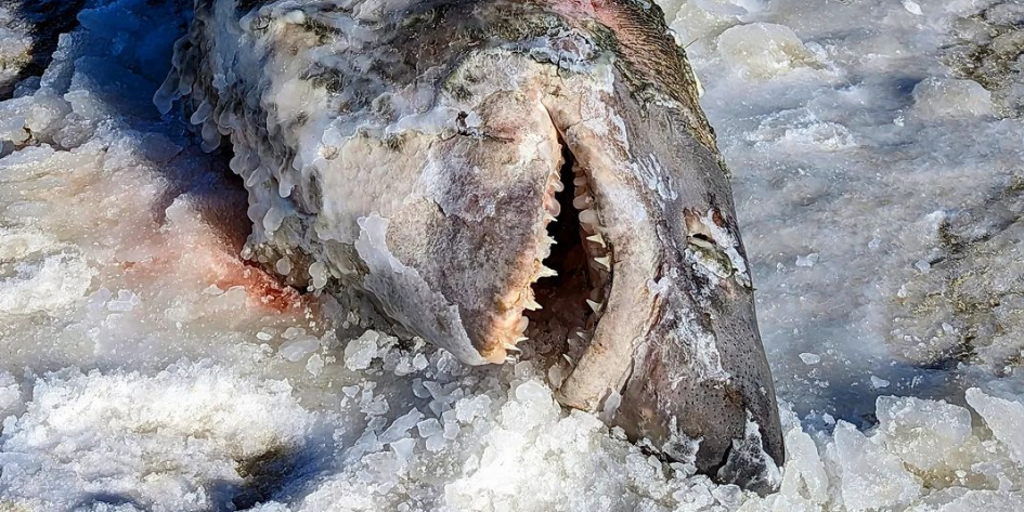 See the dead, frozen shark found on icy Massachusetts beach during