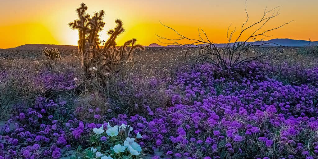 Superbloom 2023 Will California see one after continuous atmospheric