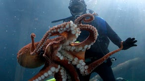 Diver and octopus play fun game of hide-and-seek all caught on camera