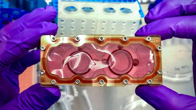 A preflight image of a BioCell developed by BioServe Space Technologies that contains 162 beating cardiac spheroids derived from induced pluripotent stem cells (iPSCs). These cells will be incubated and put under the microscope in space as part of the Cardinal Heart 2.0 investigation.