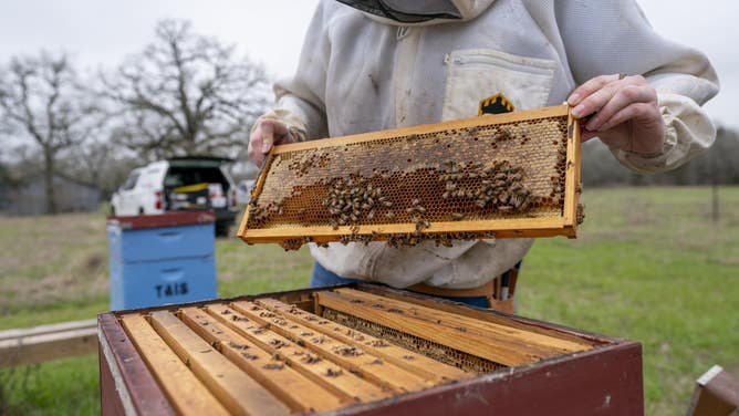 Texas Apiary Inspection Service on March 5, 2021.