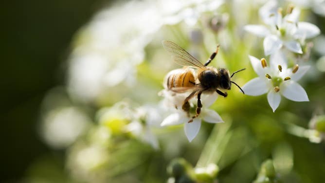 A bee on a flower. December 2, 2021.